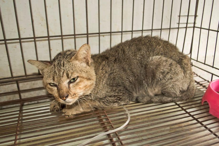 Qu’est-ce que l’hyperthyroïdie chez le chat ?