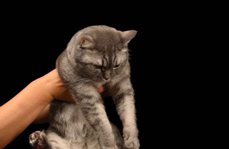 Stérilisation, alimentation, soins : les clés pour prolonger sa vie du chat domestique Brain Magazine