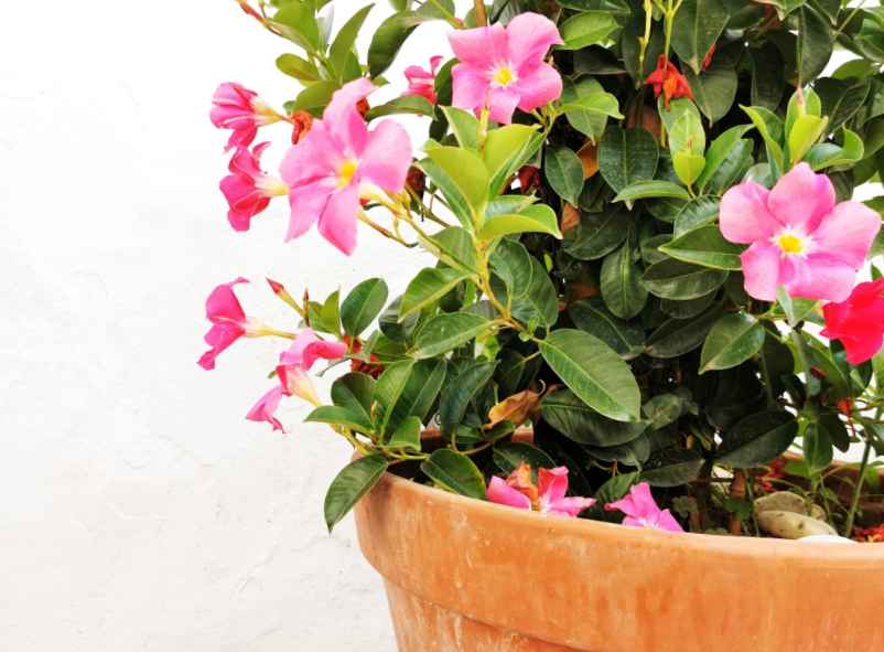 Choisissez le bon pot et une terre adaptée-Brain Magazine Choisissez le bon pot et une terre adaptée-Brain Magazine