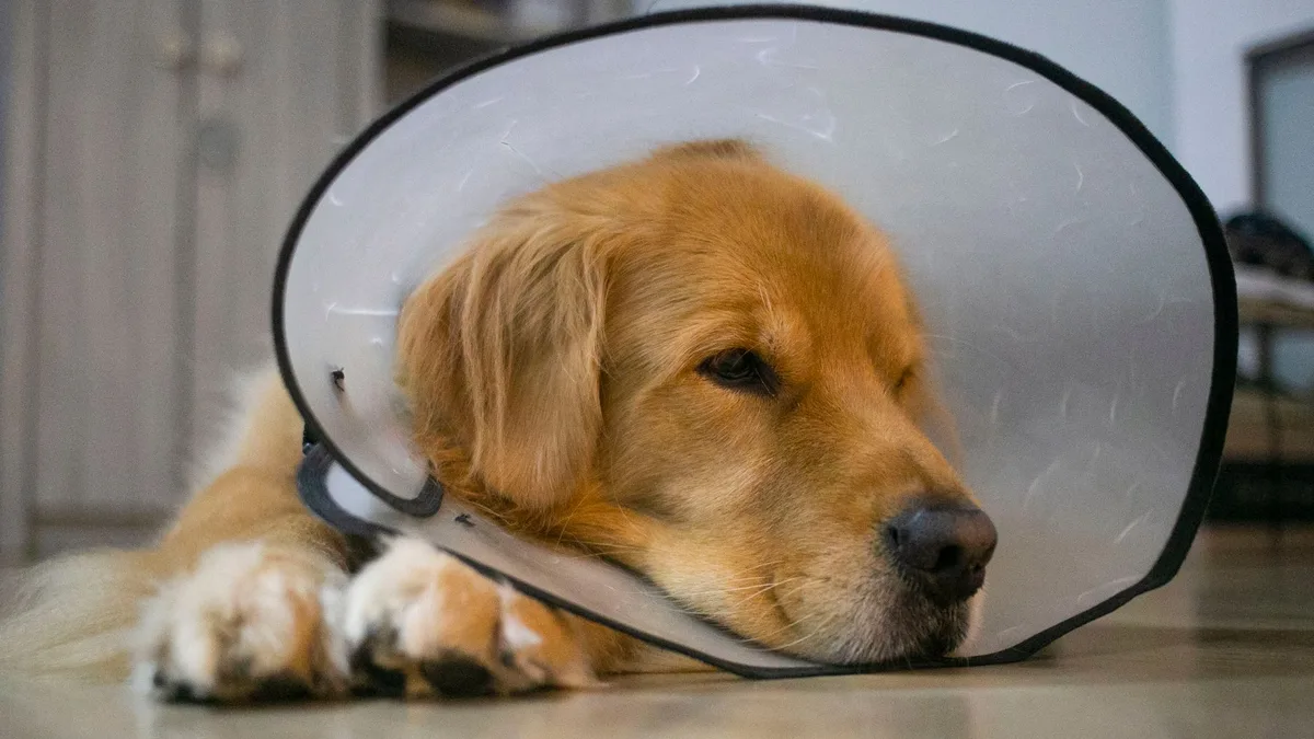 Chien portant une collerette de protection pour éviter de lécher la plaie opératoire