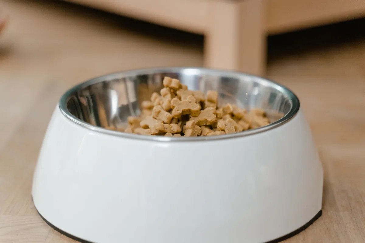 Un bol contenant une alimentation molle adaptée pour un chien en convalescence dentaire.