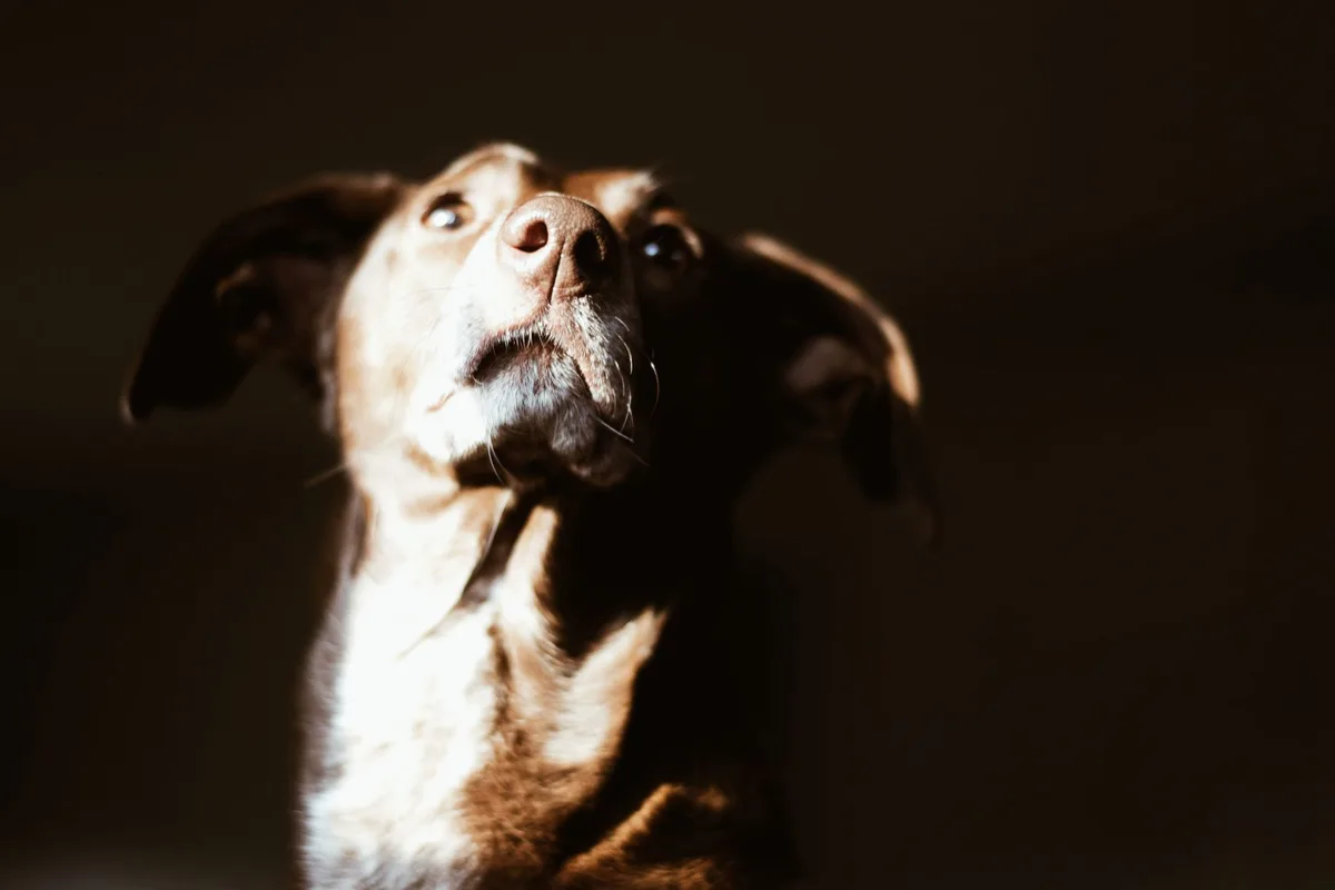 Chien montrant des signes d'anxiété : queue rentrée, posture basse et craintive