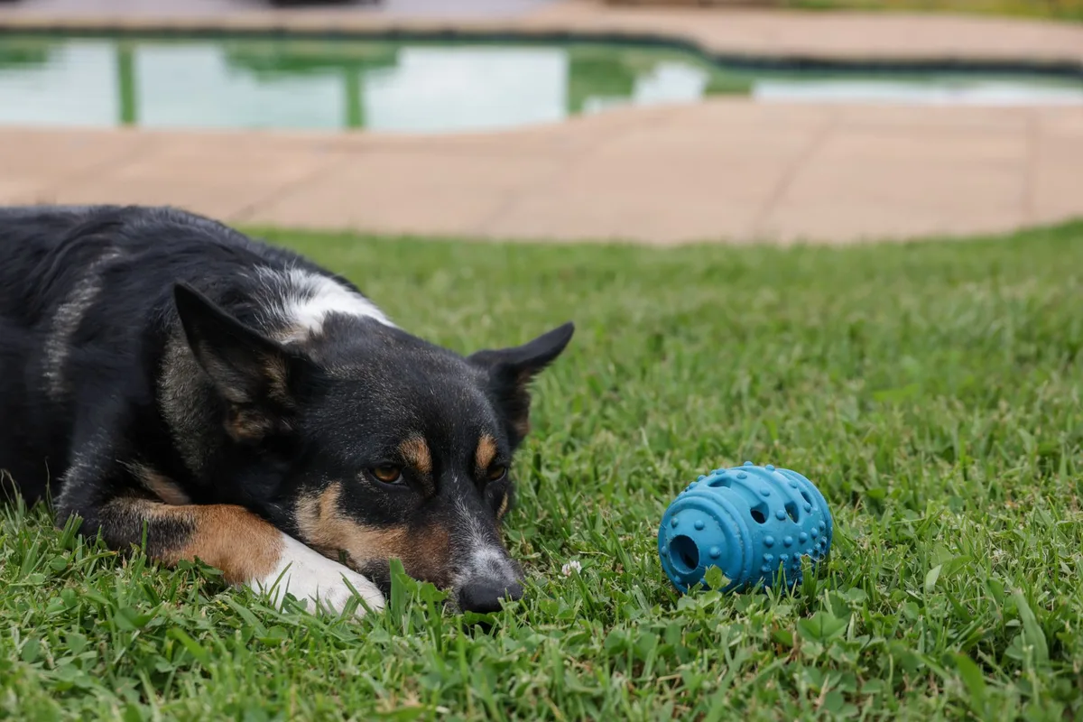 Propriétaire jouant avec son chien à l'aide de jouets d'enrichissement pour réduire le stress