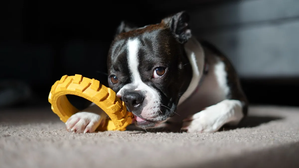 Variété de jouets à mâcher interactifs et résistants pour chiens