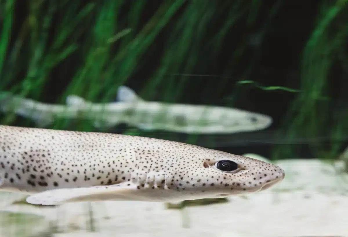 Illustration scientifique montrant la diversité des espèces de requins avec leurs silhouettes distinctives