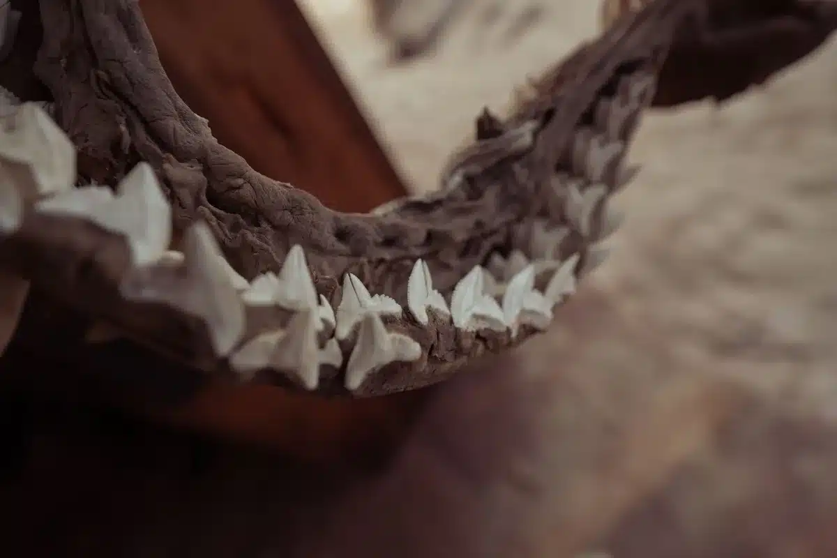 Dents de requin fossilisées et modernes exposées, montrant la profondeur historique de l'évolution marine