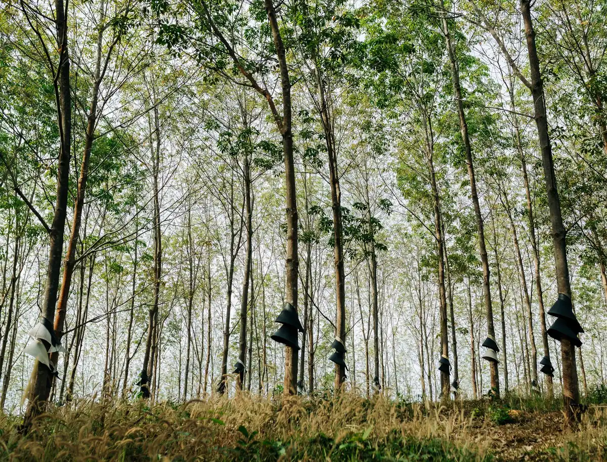 Récolte respectueuse de plantes sauvages en forêt, mains prélevant une partie de la plante