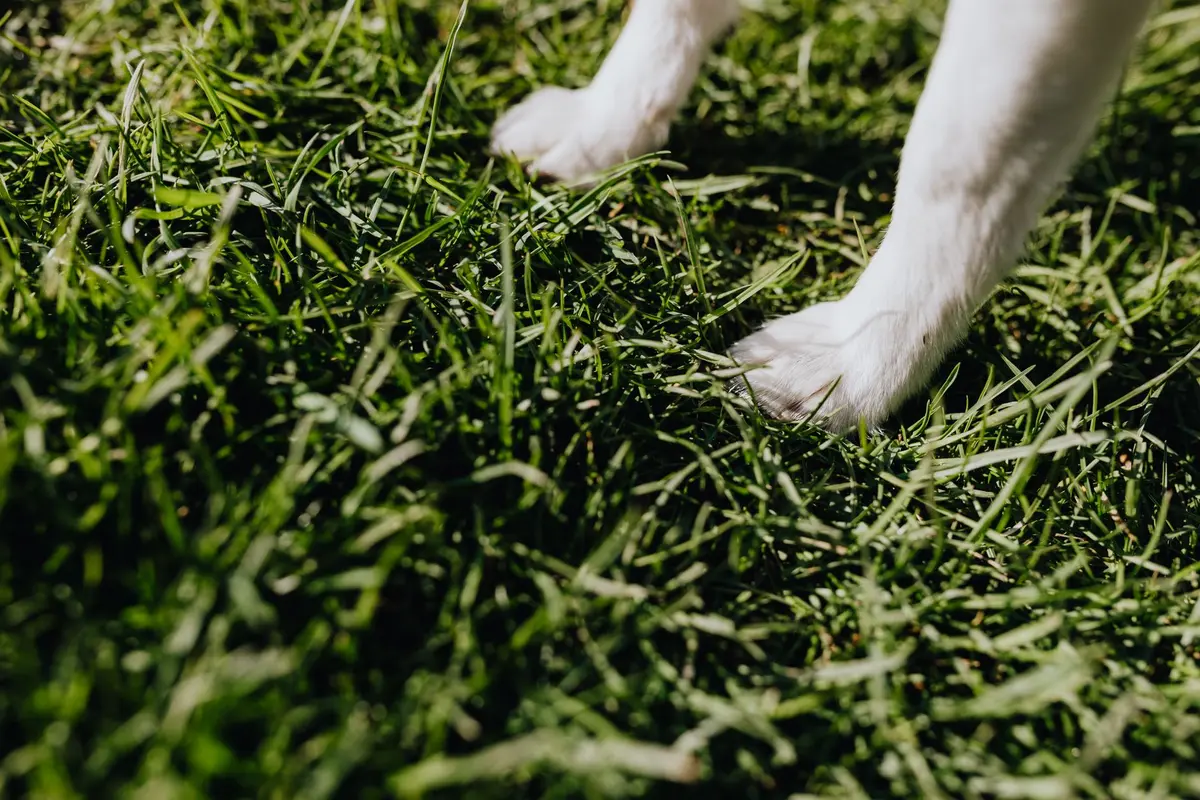 Patte de chien enflammée avec rougeurs et irritation cutanée