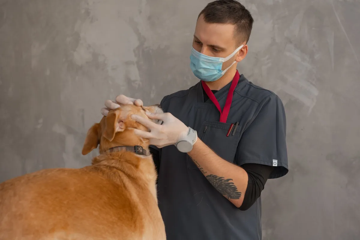 Vétérinaire examinant la peau d'un chien lors d'une consultation