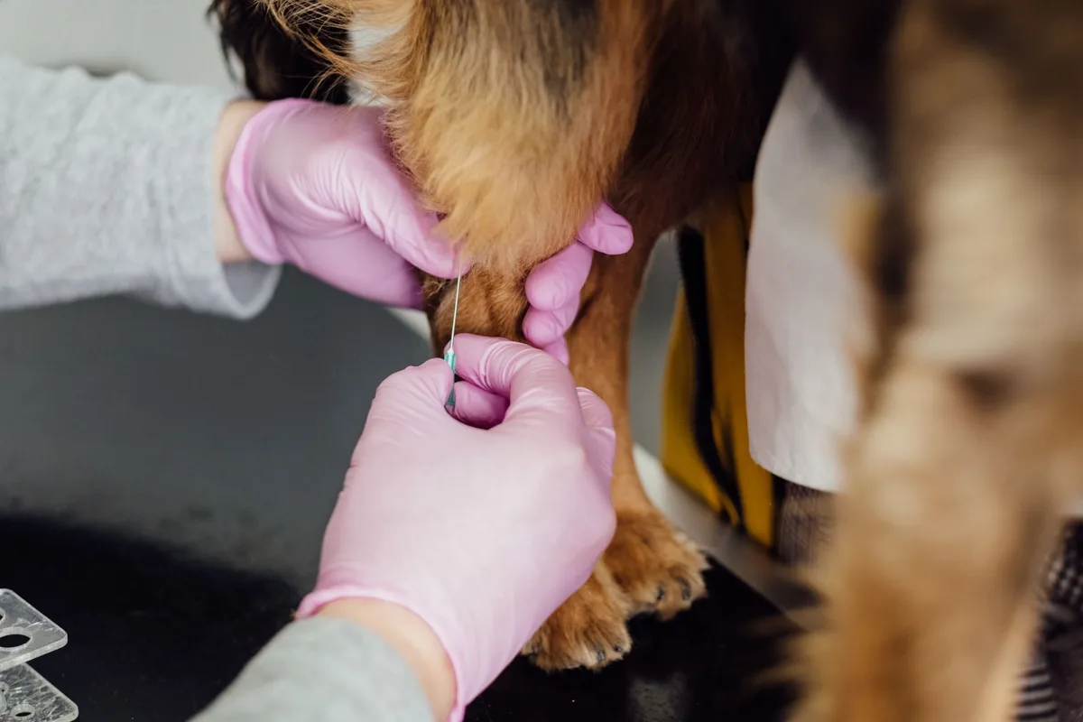 Vétérinaire implantant une puce électronique lors d'une visite
