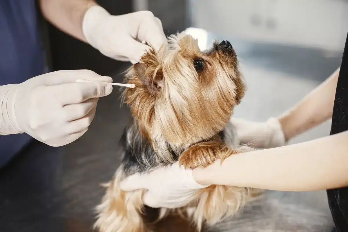 Nettoyage des oreilles d'un chien lors d'une séance de toilettage professionnelle