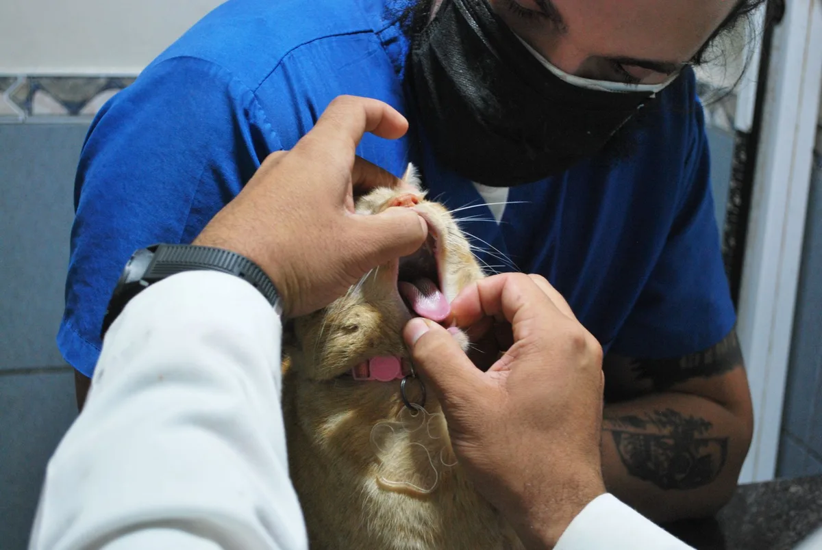 Examen vétérinaire des dents d'un chat