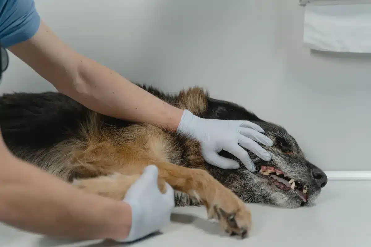 Vétérinaire évaluant délicatement un animal âgé lors d'une consultation de suivi.