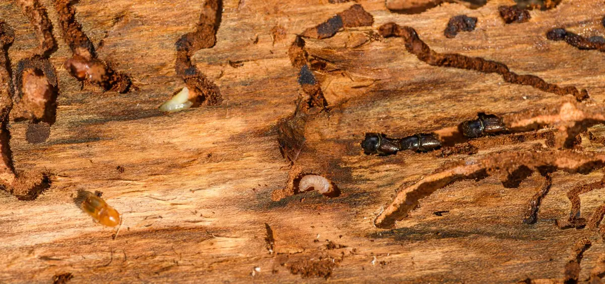 Dégâts causés par les termites sur du bois avec tunnels visibles