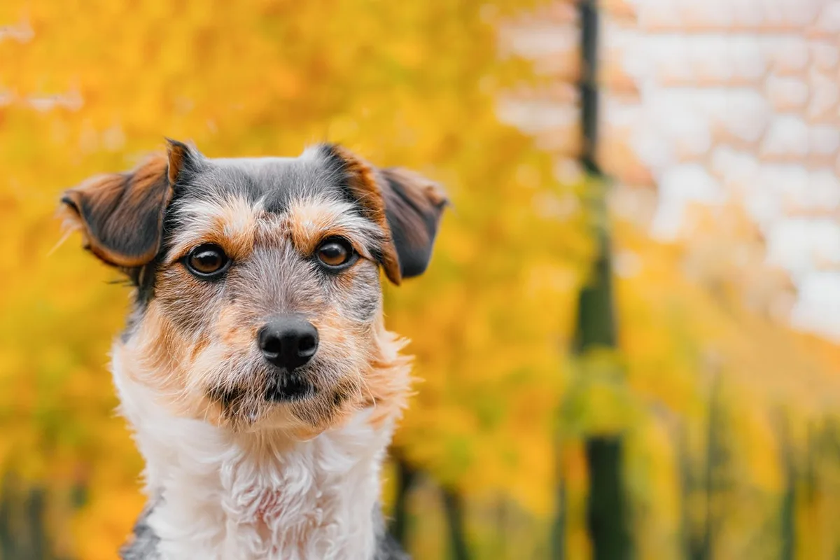 Chien en promenade d'automne perdant du poil