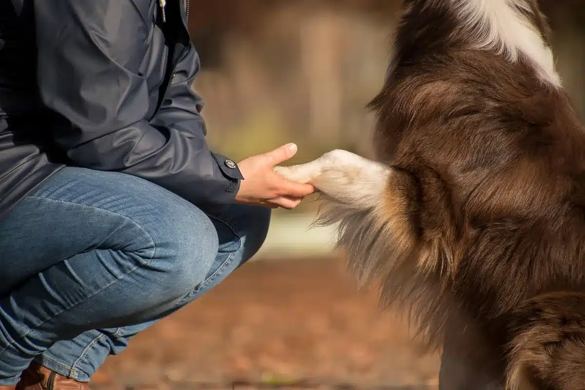Propriétaires d'animaux échangeant des recommandations près d'une table