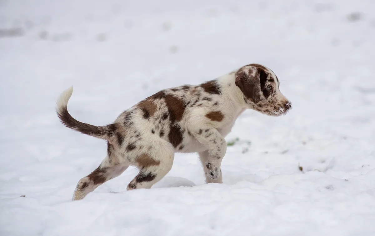 Jeune chiot ou chaton lors d'une visite chez le vétérinaire