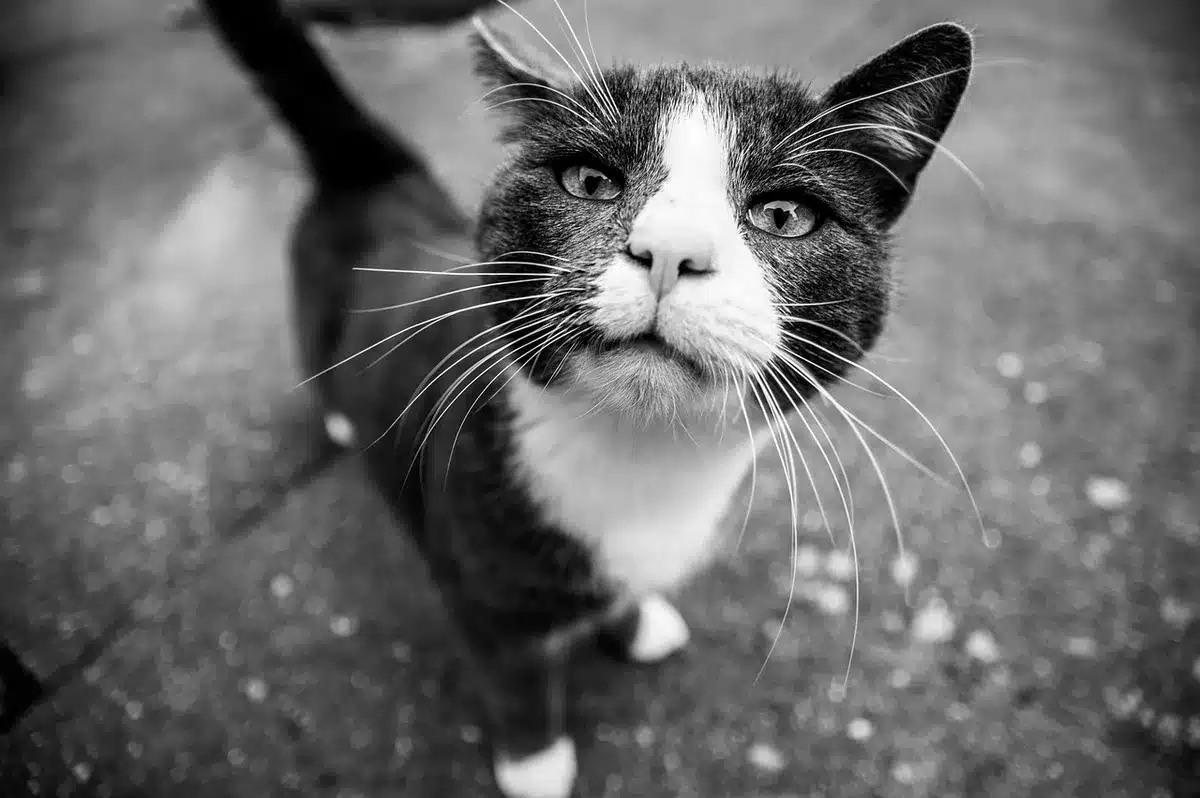 File d'attente d'animaux devant une clinique mobile dans un parc en journée