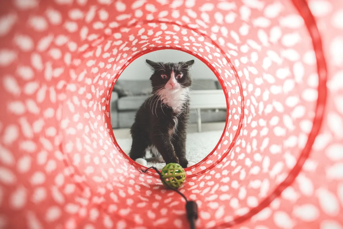 Chat jouant avec un jouet interactif automatique