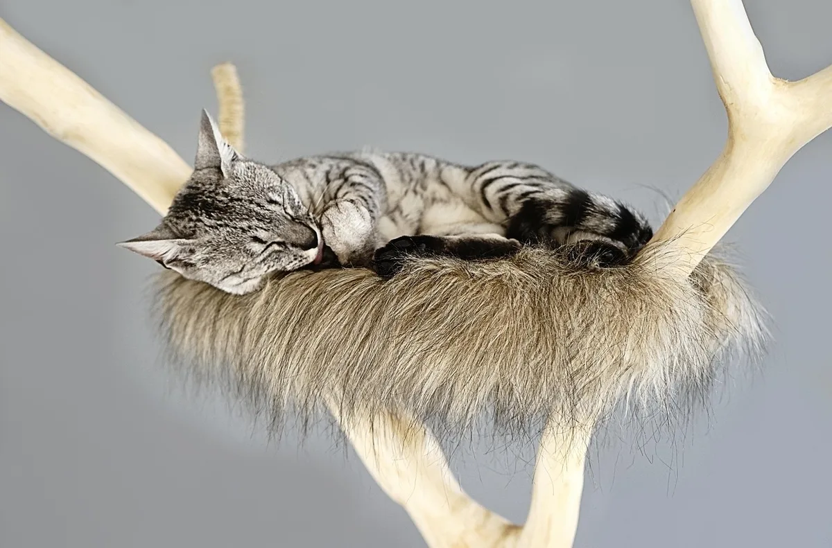 Chat grimpant sur un arbre à chat avec griffoir
