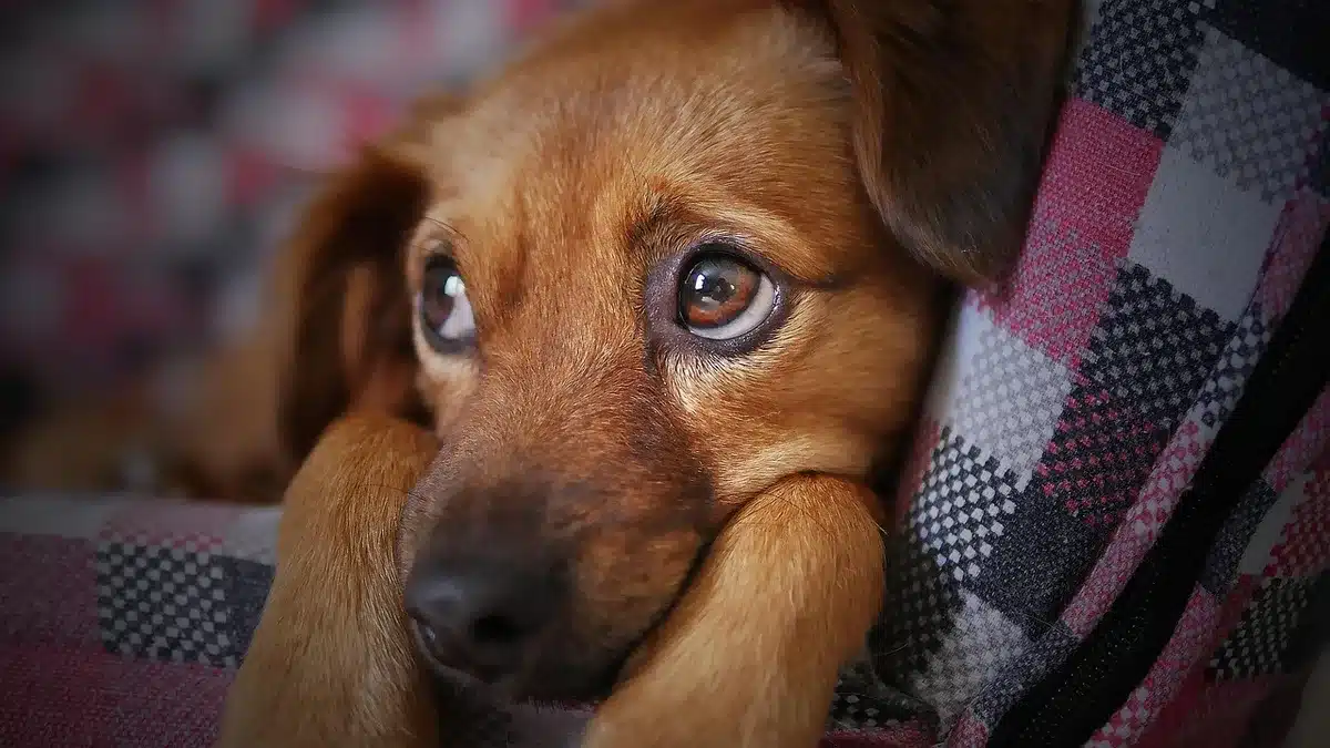 Personne observant un chiot lors d'une visite d'adoption en intérieur lumineux