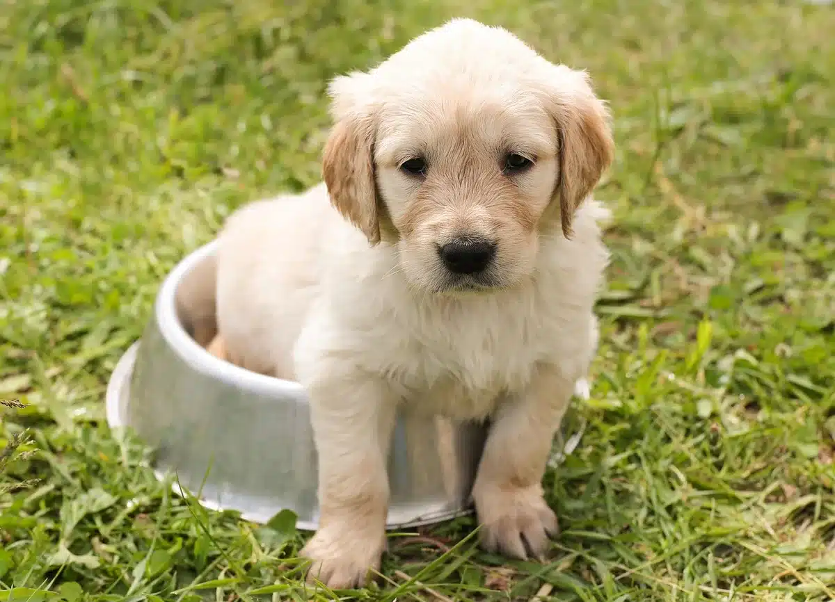Gamelles, caisse et jouets pour chiot disposés dans un salon en plein jour