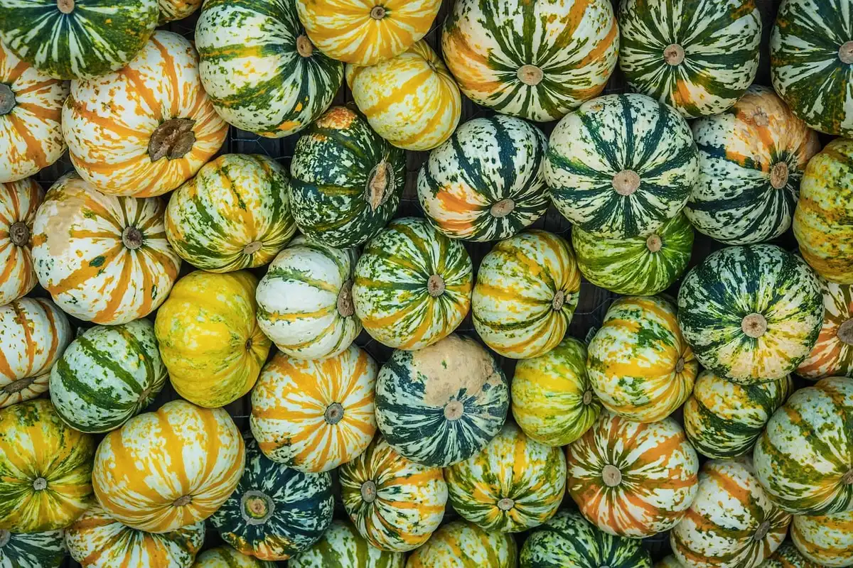 Variétés de semences locales étalées sur une table de jardin en journée