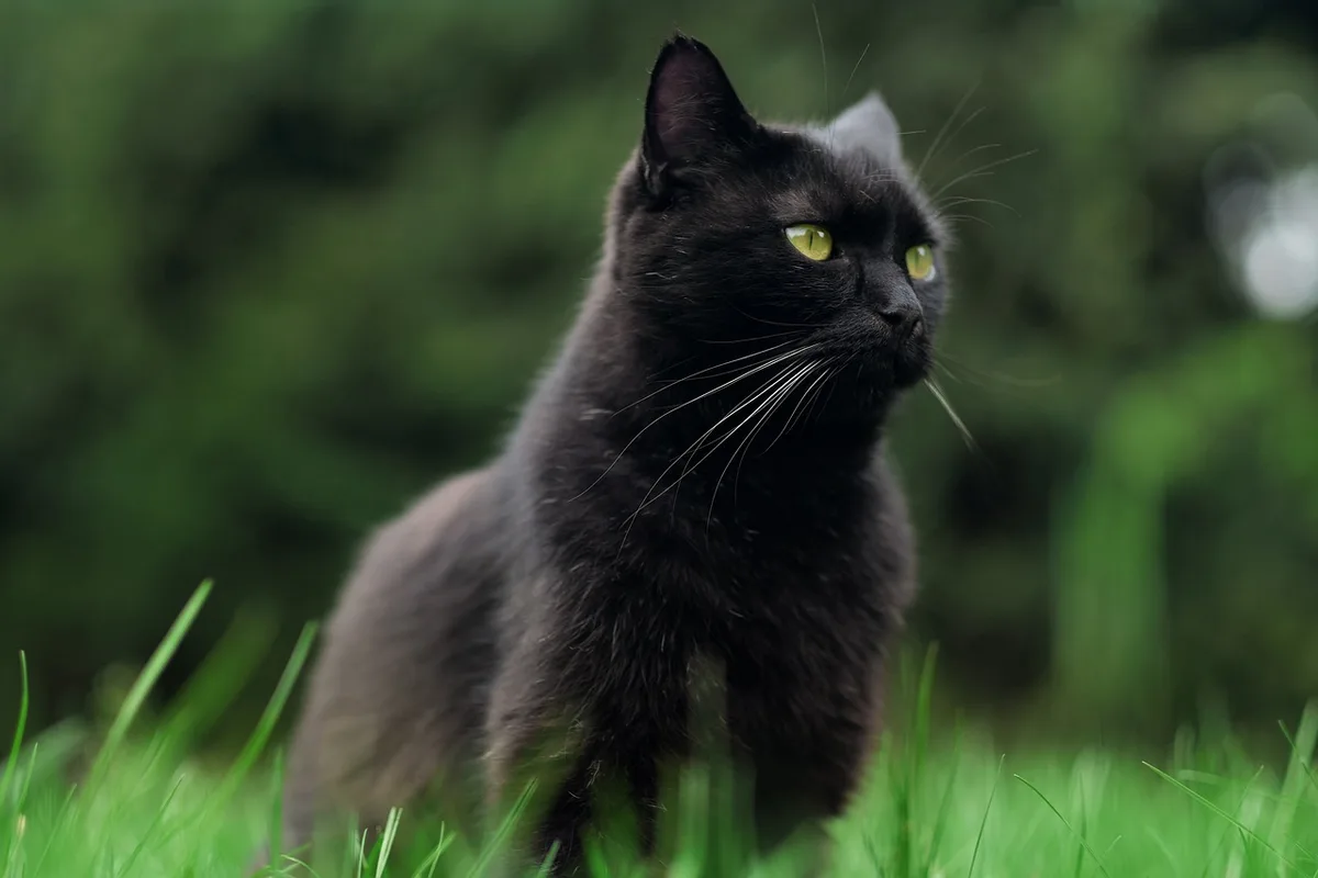 Chat aux yeux mi-clos et pelage lisse, signe de détente