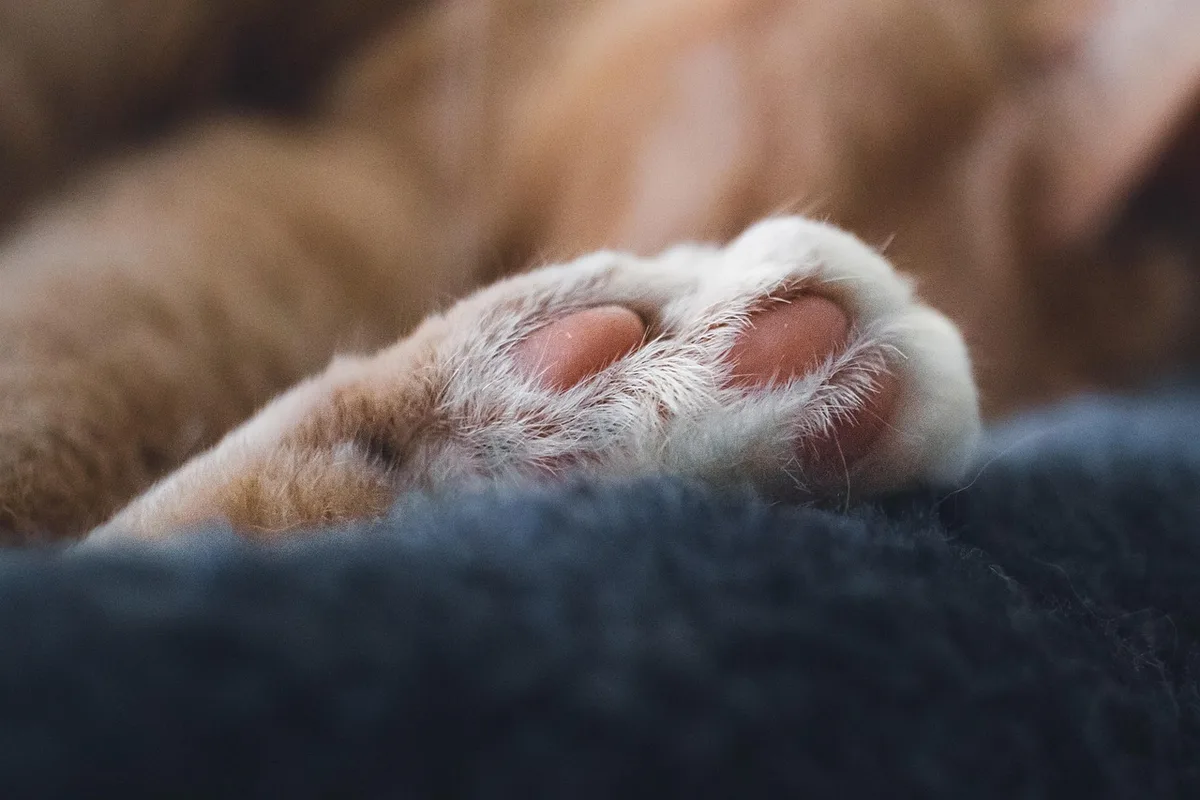 Chat montrant sa queue verticale et clignements lents