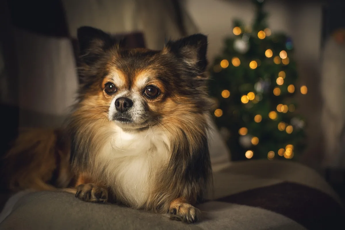 Chien allongé avec posture détendue et regard doux