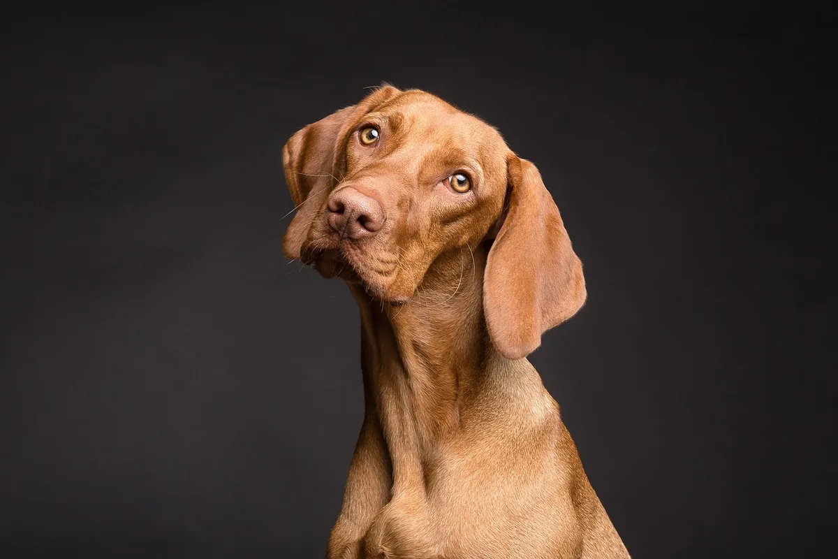 Détail de la queue et de la bouche d'un chien illustrant son langage corporel