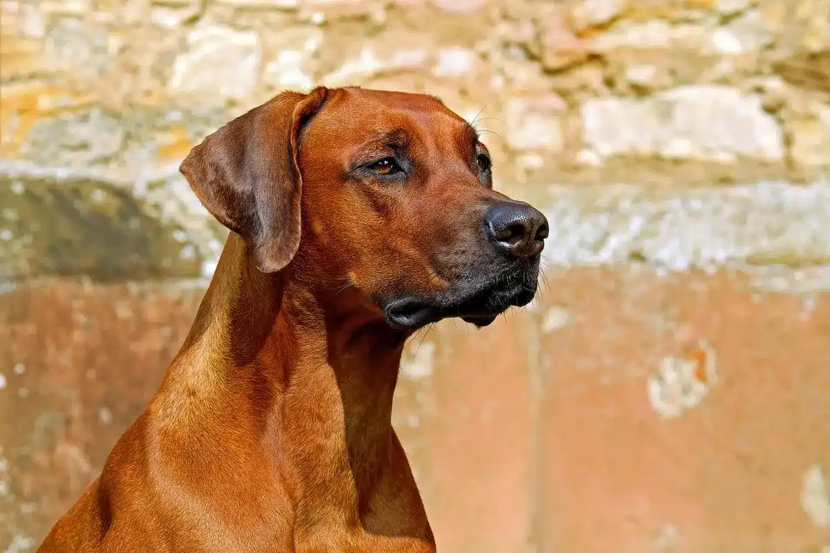 Chien apathique montrant lethargie et perte d'appétit