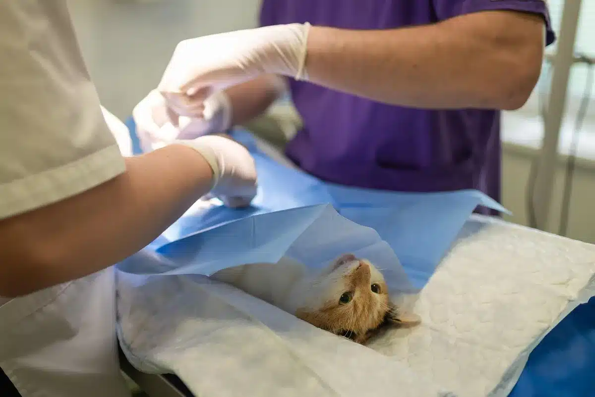 Vétérinaire en train de poser une perfusion à un chien en clinique