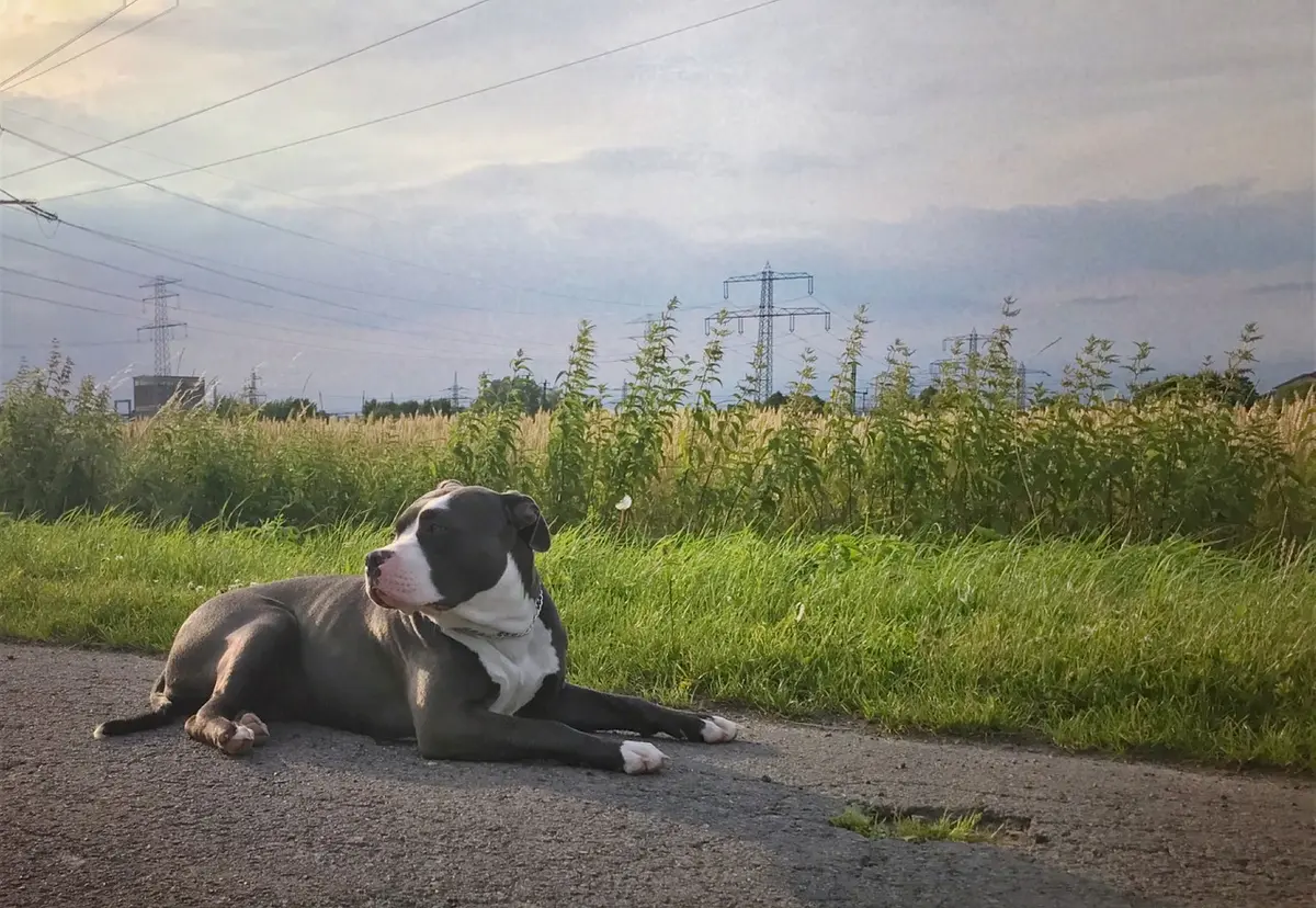 Sac de voyage pour chien avec nourriture et carnet de vaccination