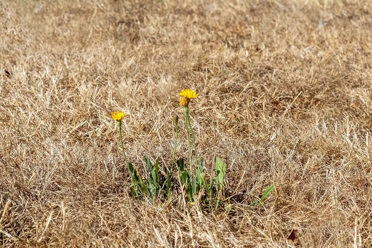 Forêt asséchée par la canicule et la sécheresse, facteurs favorisant les incendies