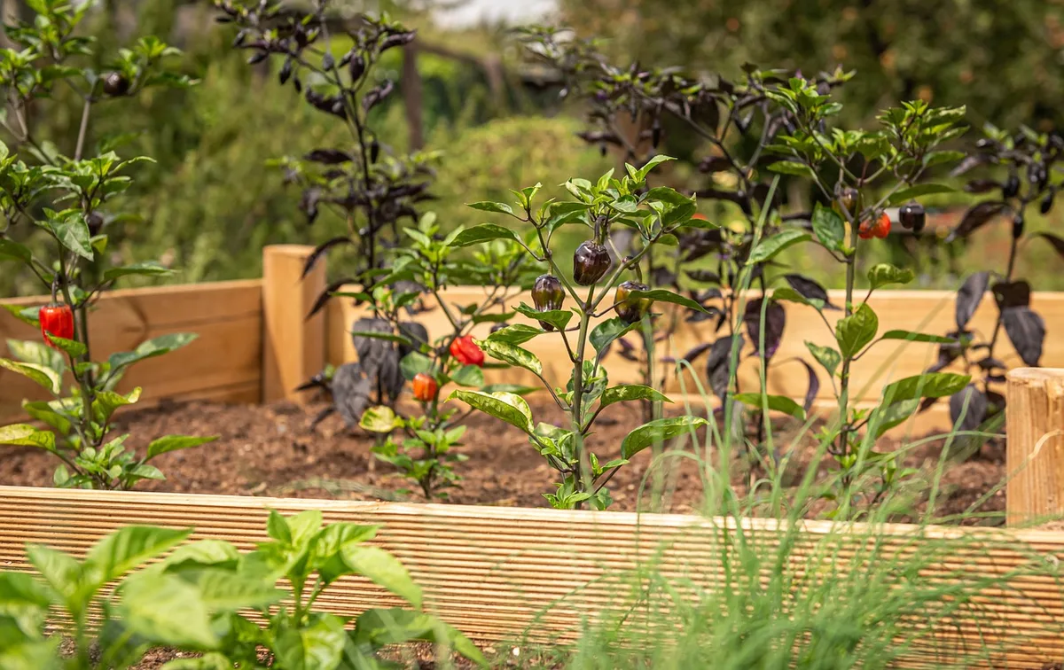 Lits permanents de jardin potager avec allées bien délimitées et plantations espacées