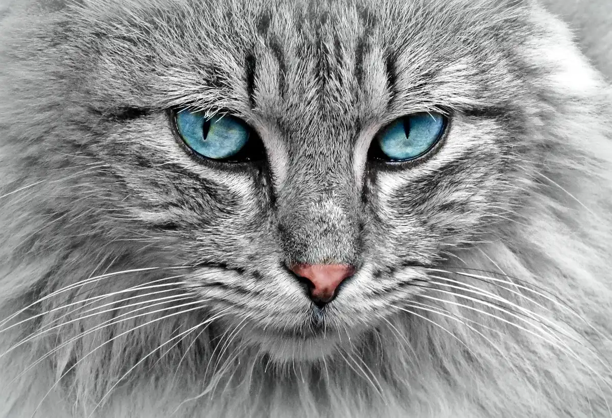 Vétérinaire discutant avec un propriétaire de chat dans une salle de consultation