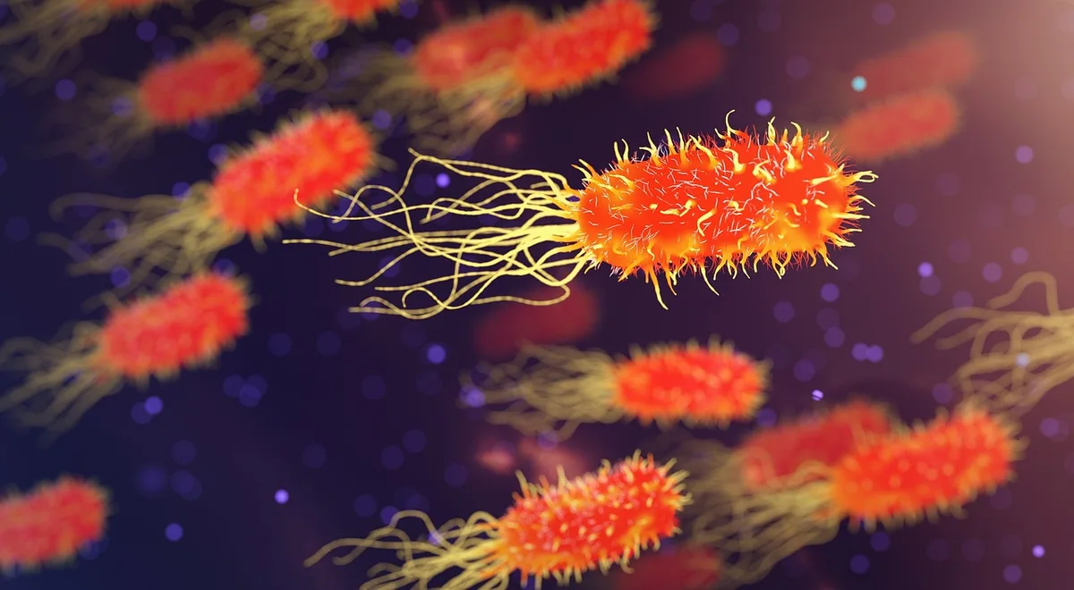 Illustration ou image microscopique du virus lyssavirus responsable de la rage