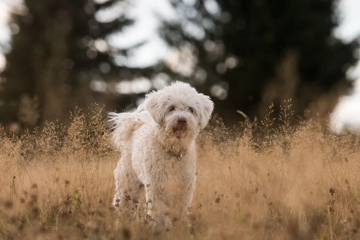 Chien montrant des signes d'agitation, de salivation excessive ou de comportement agressif