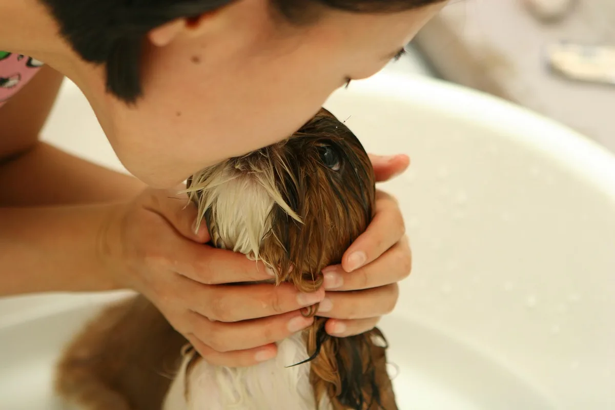 Outils de toilettage pour chien posés ensemble