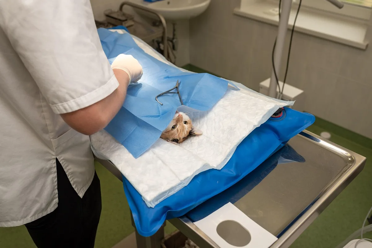 Vétérinaire effectuant une intervention dentaire sécurisée sur un chien sous anesthésie en clinique vétérinaire