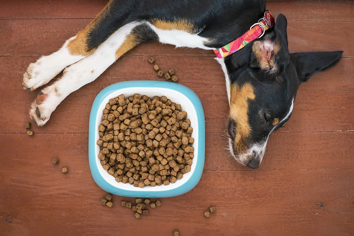 Variété de types d'aliments pour chiens : croquettes, pâtée et aliments crus présentés côte à côte