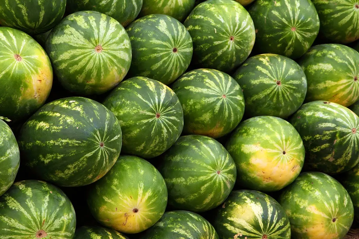 Aliments humains sûrs pour les chiens : carottes, citrouille et viandes cuites sur une surface de cuisine