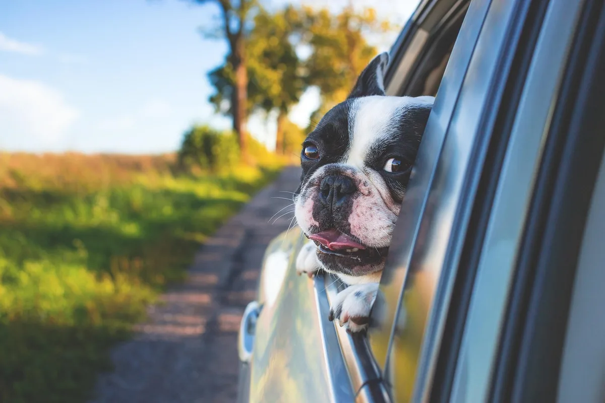 Chien en pause lors d'un long trajet en voiture, prenant l'air en bord de route.