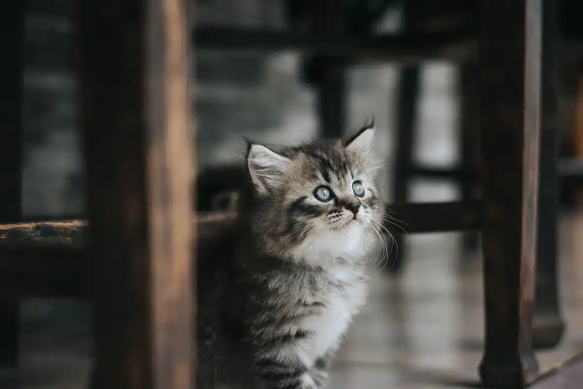 Chaton reposant sur une couverture après une intervention