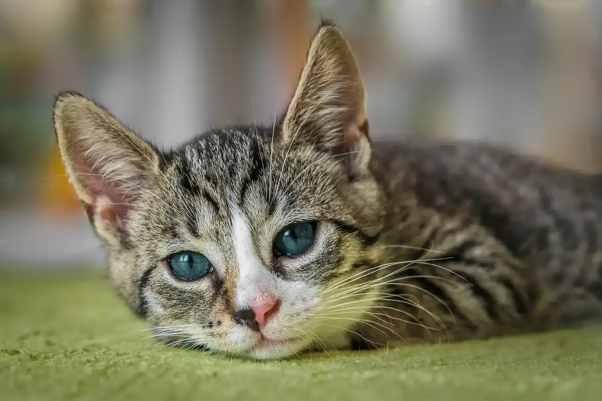 Chaton sur la table d'examen chez le vétérinaire pendant une visite