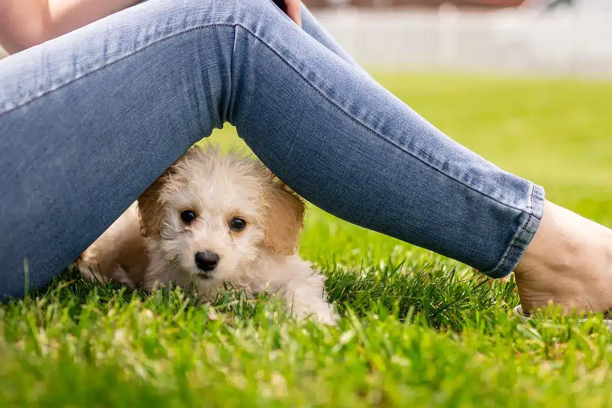Chien au repos après une intervention avec incision propre visible