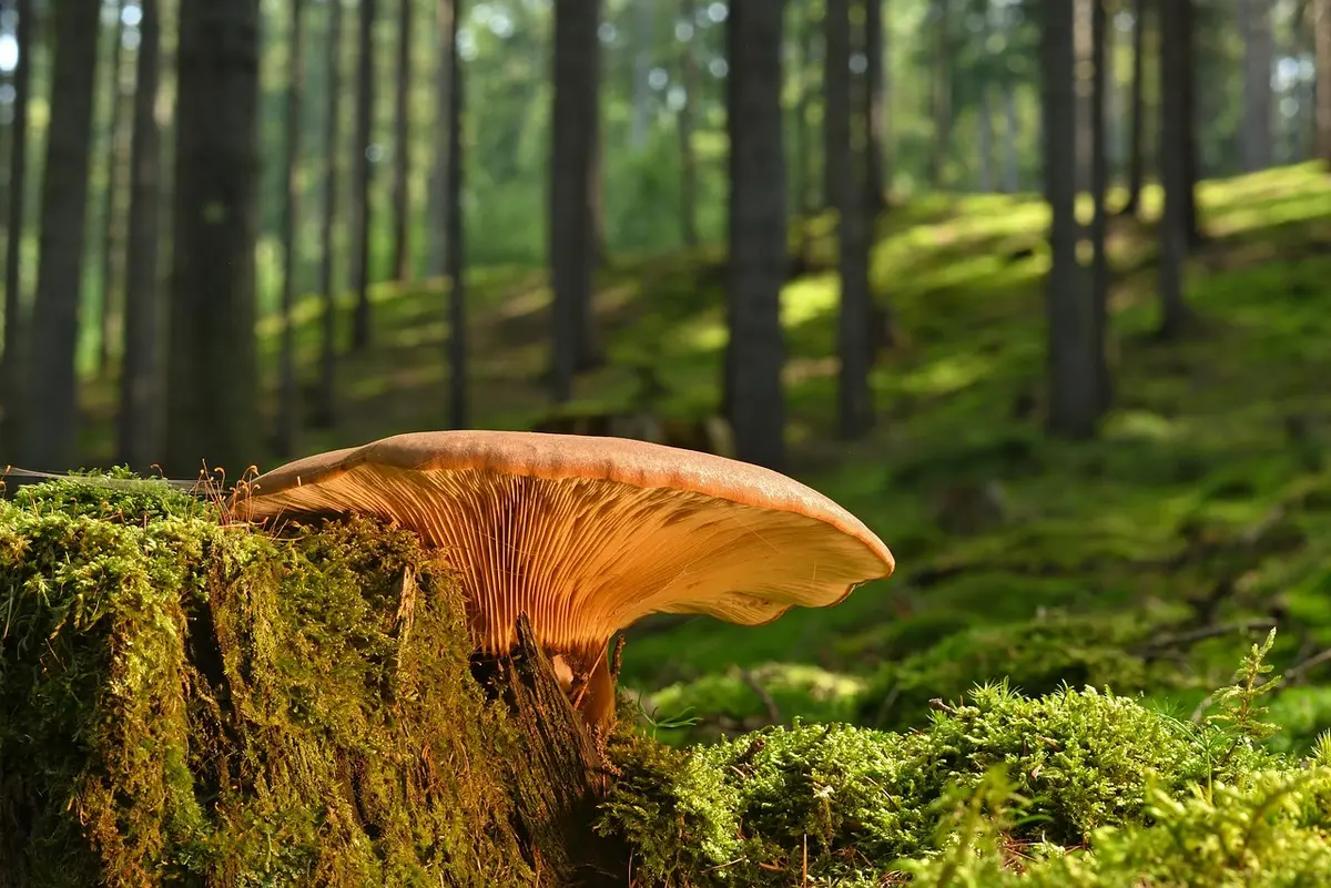 Shiitakes disposés sur une planche au soleil pour sécher