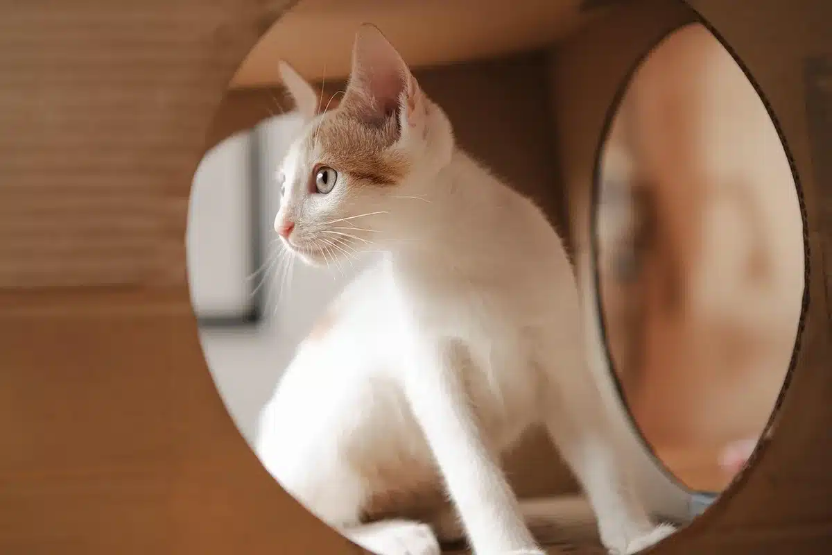 Chats observant des changements dans la maison près d'une fenêtre