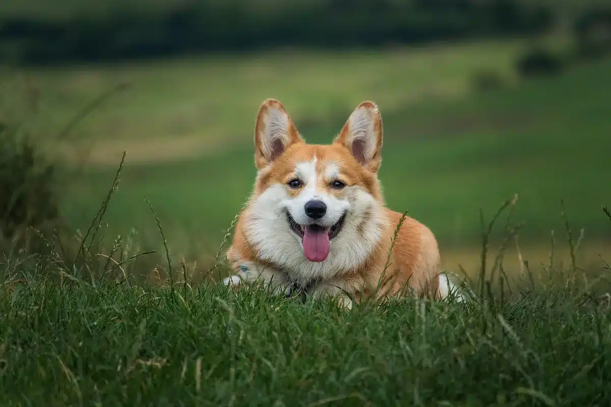 Chien apathique chez le vétérinaire montrant des signes de maladie
